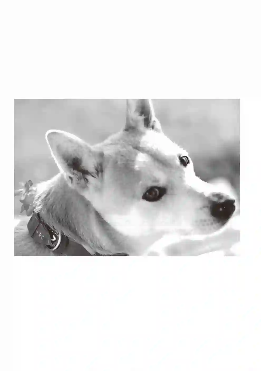 先养狗，然后……养了猫全一卷