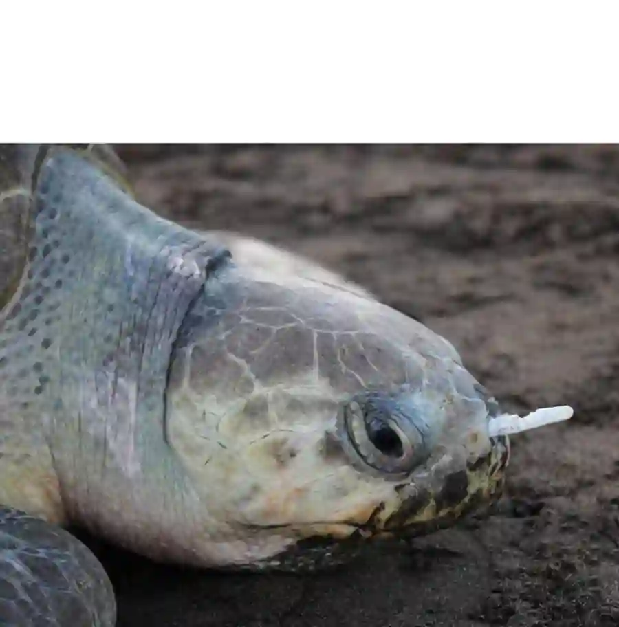 垃圾堆里的小美人鱼第23话