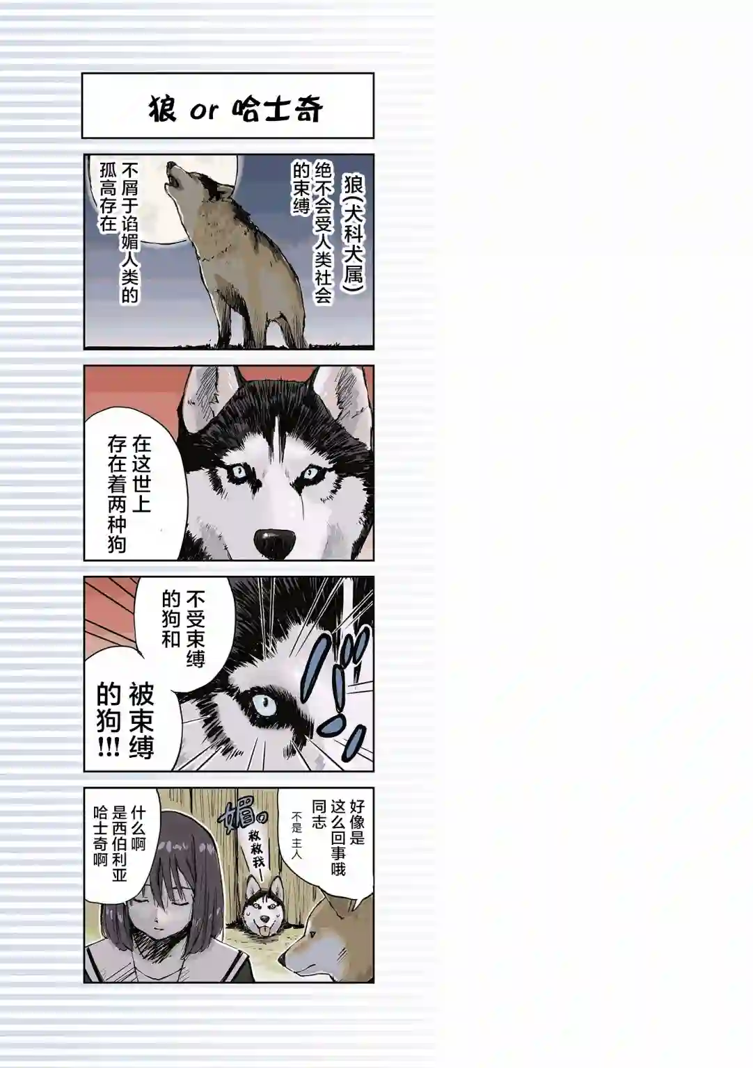 世界末日柴犬为伴第11话