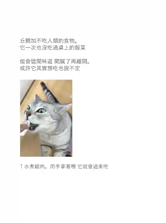 关于养猫我一直是新手第09话