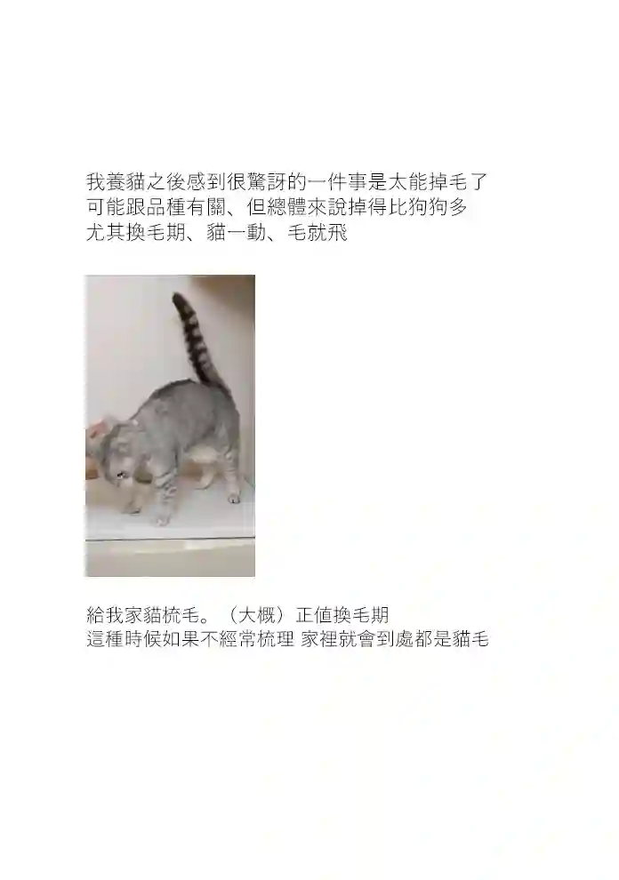 关于养猫我一直是新手第11话