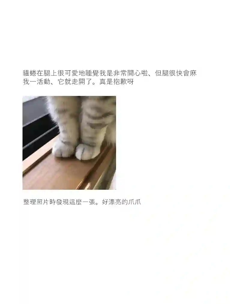 关于养猫我一直是新手第14话