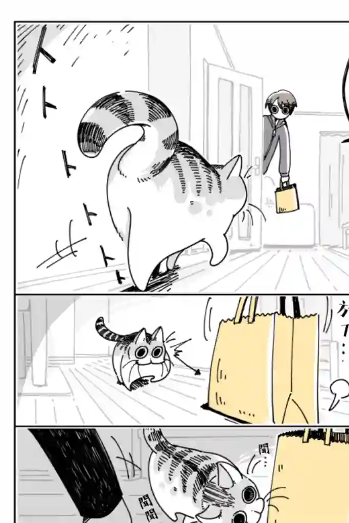 关于养猫我一直是新手第15话