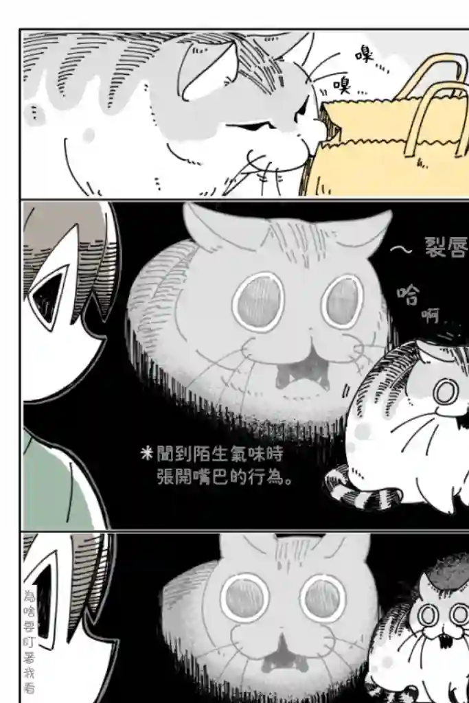 关于养猫我一直是新手第15话