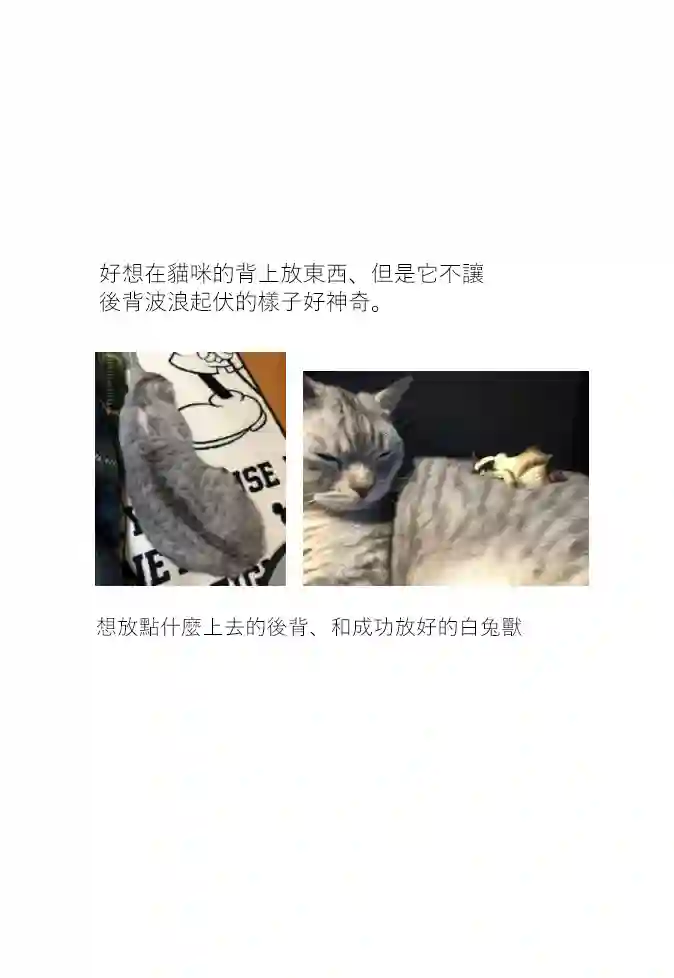 关于养猫我一直是新手第16话
