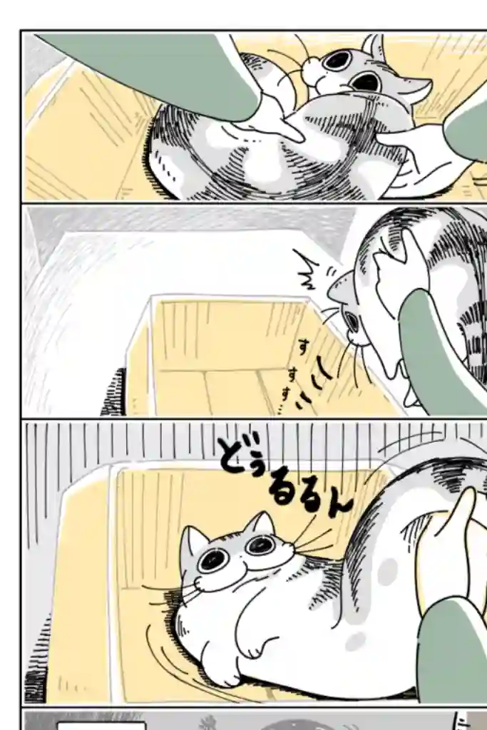 关于养猫我一直是新手第17话