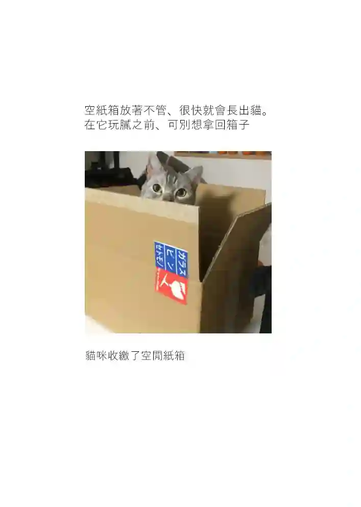 关于养猫我一直是新手第17话