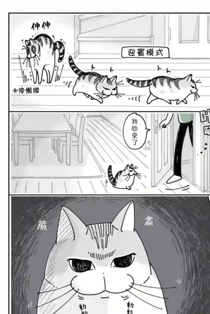 关于养猫我一直是新手第20话
