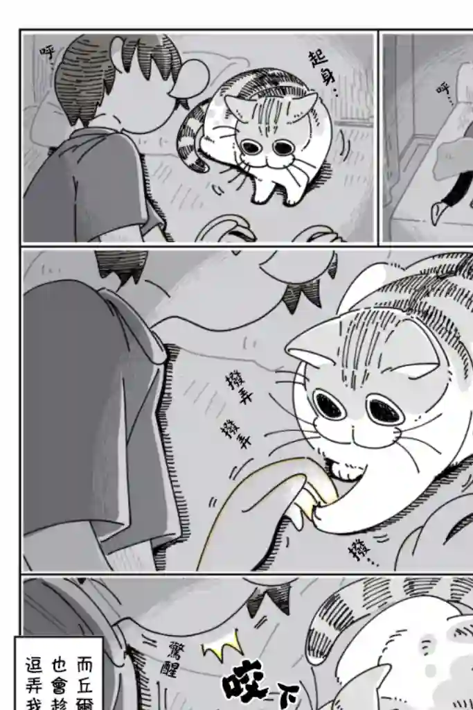 关于养猫我一直是新手第27话