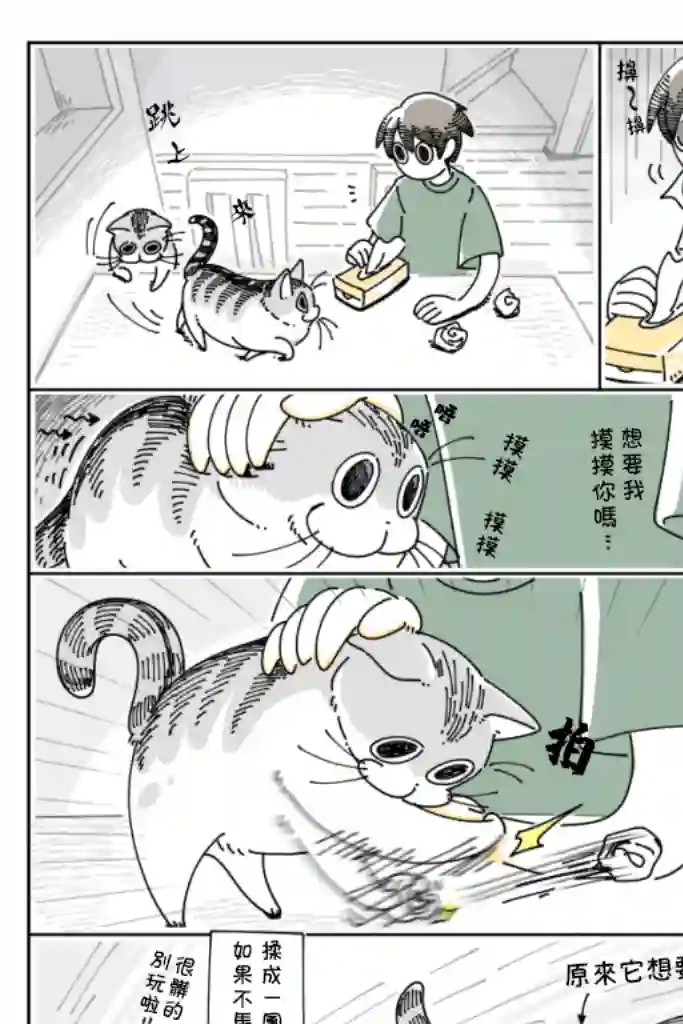 关于养猫我一直是新手第29话