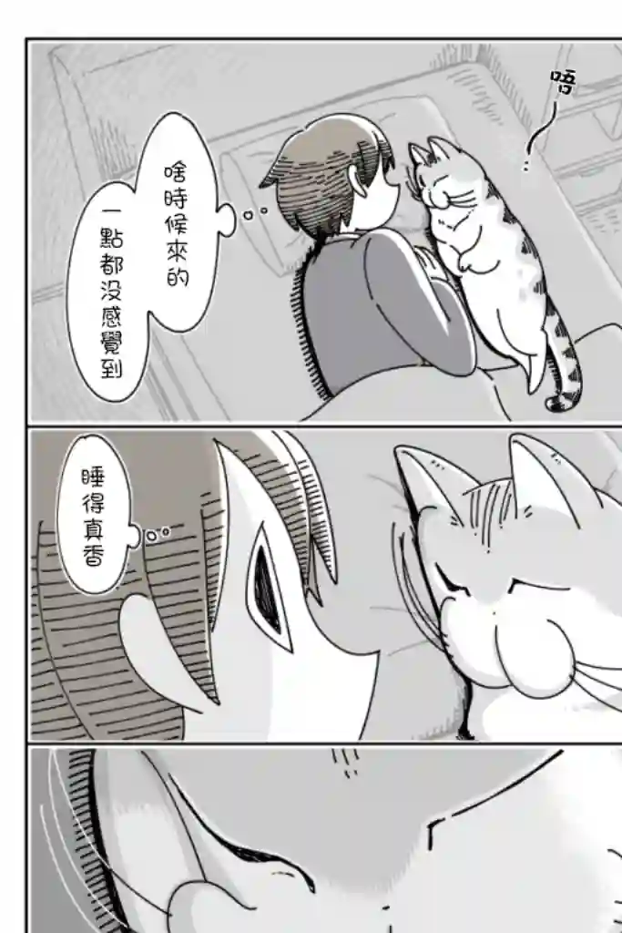 关于养猫我一直是新手第37话