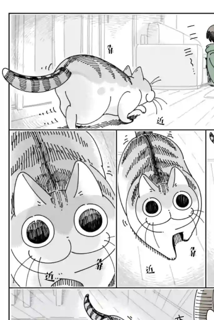 关于养猫我一直是新手第38话