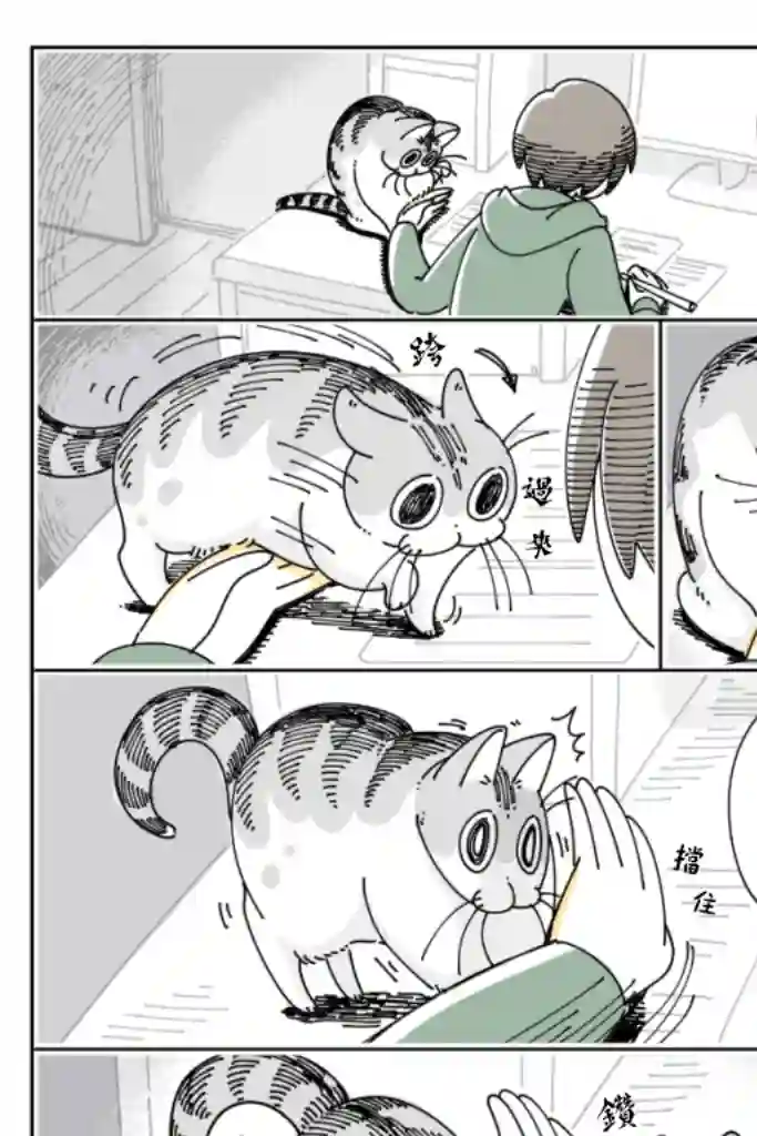 关于养猫我一直是新手第41话