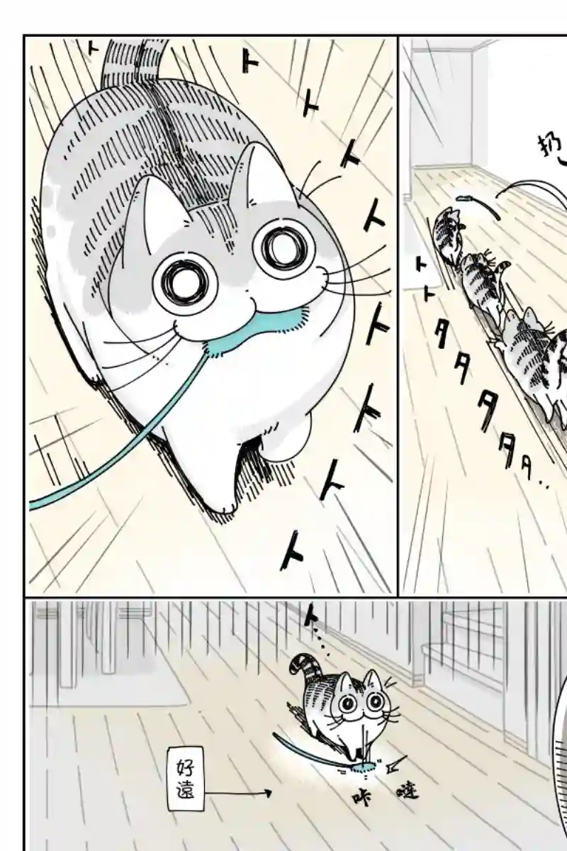 关于养猫我一直是新手第42话