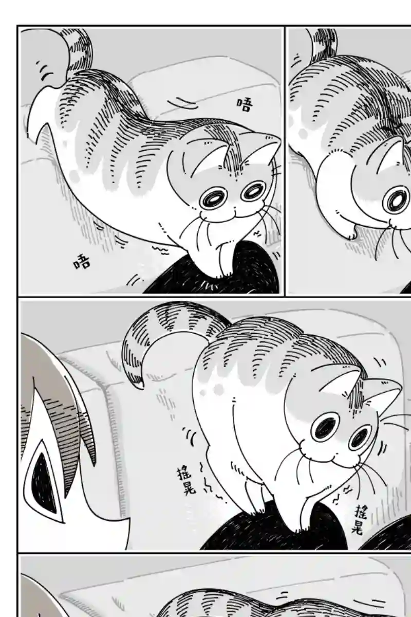 关于养猫我一直是新手第44话