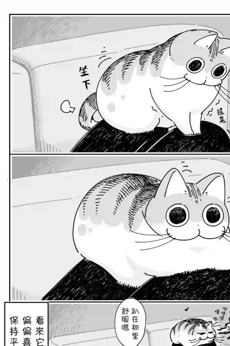 关于养猫我一直是新手第44话