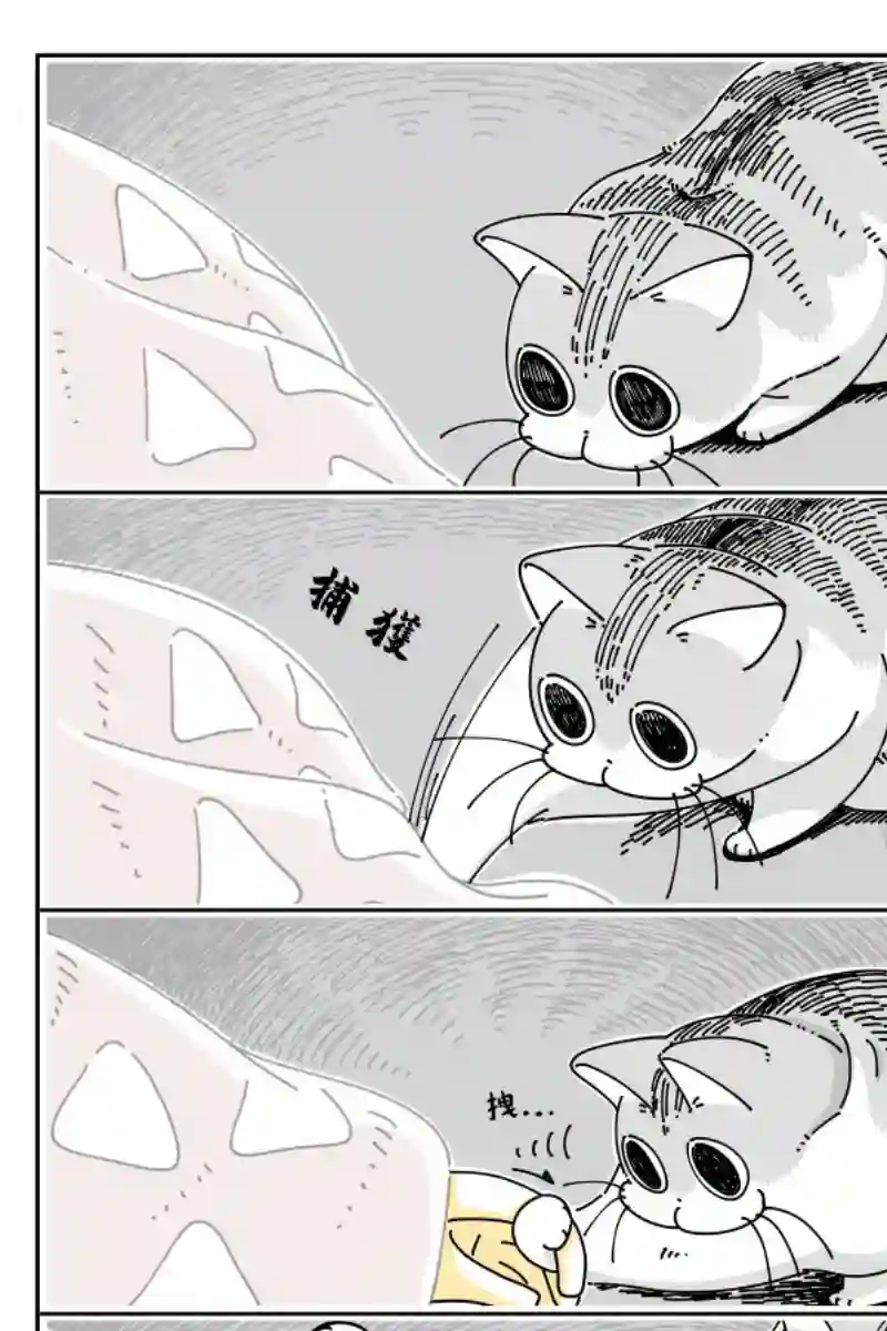 关于养猫我一直是新手第45话