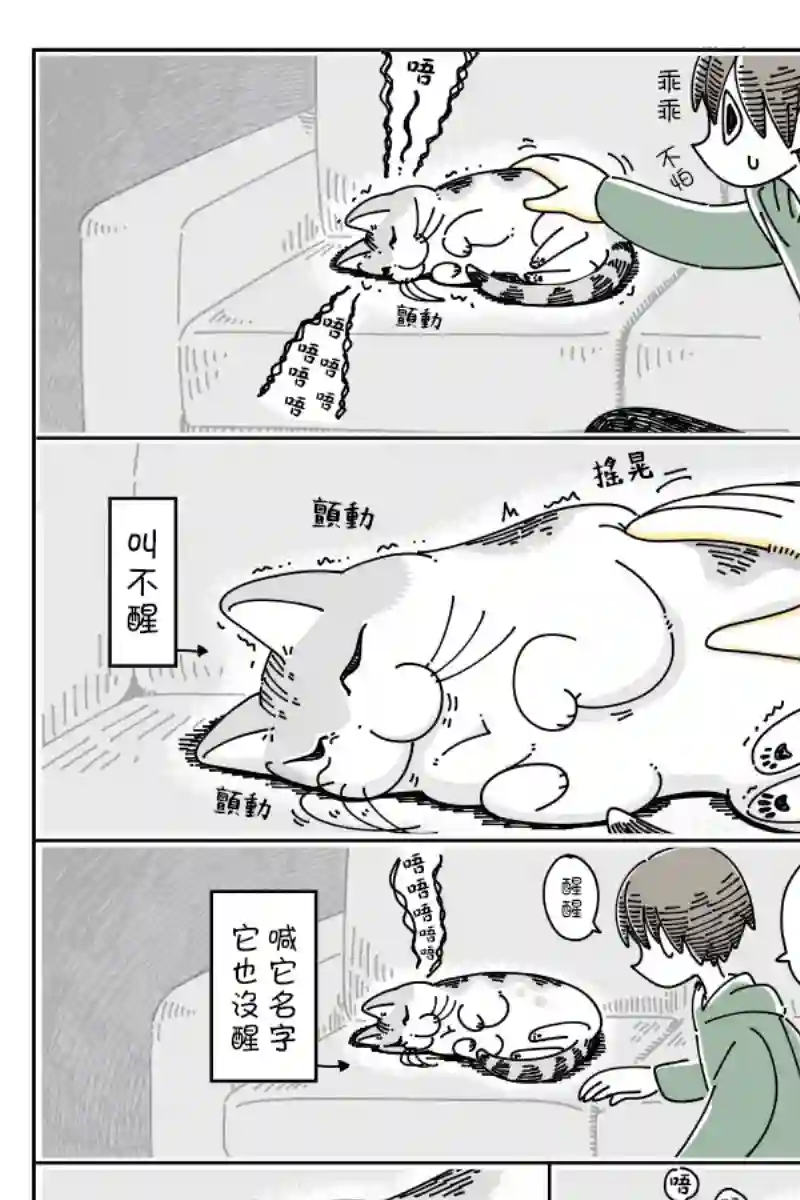 关于养猫我一直是新手第49话