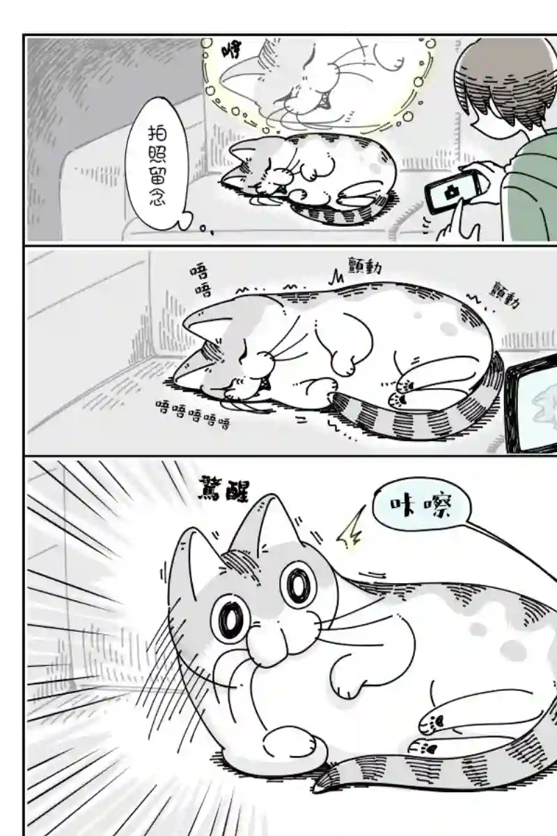关于养猫我一直是新手第49话