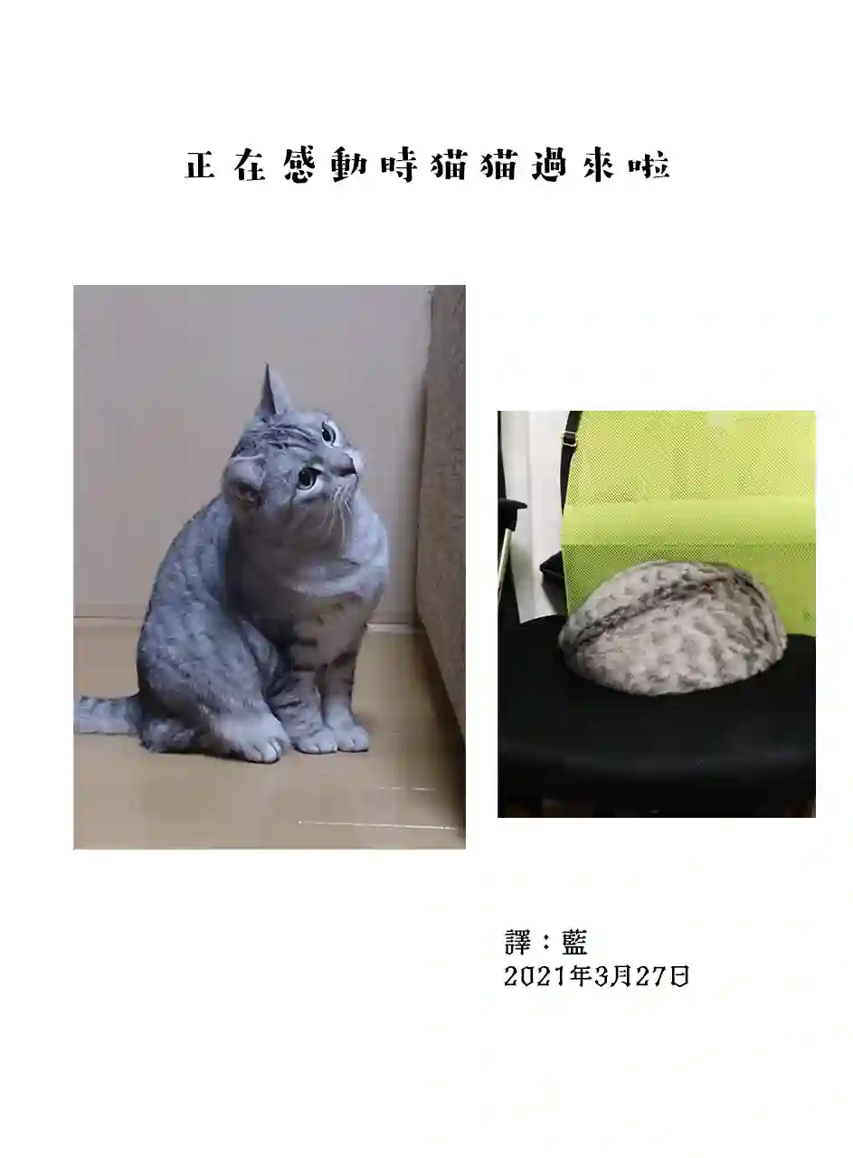 关于养猫我一直是新手第55话