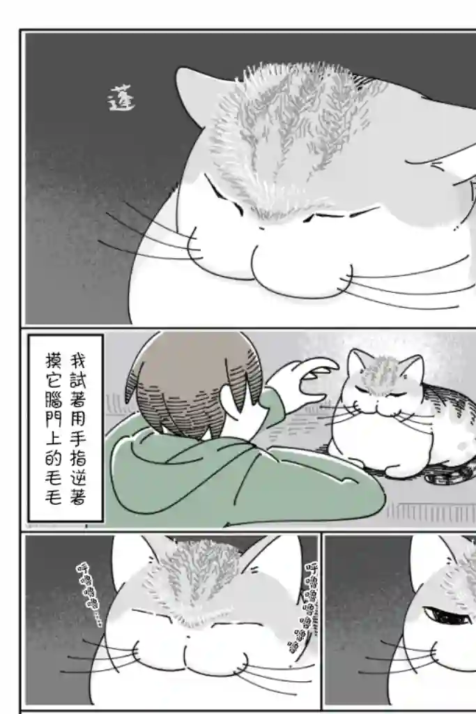 关于养猫我一直是新手第57话