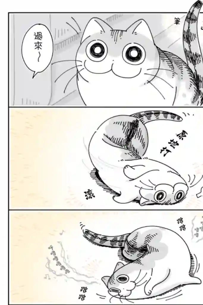 关于养猫我一直是新手第58话