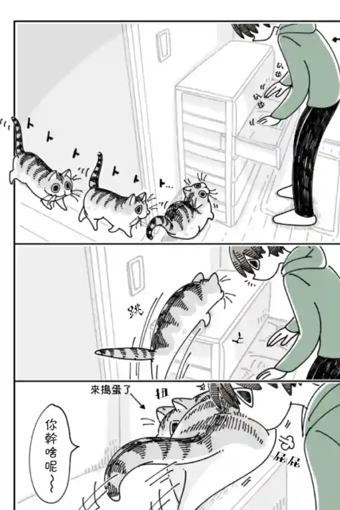 关于养猫我一直是新手第65话