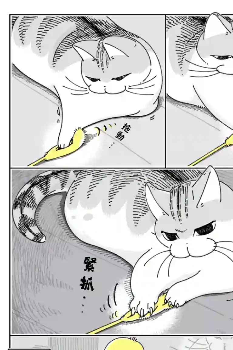 关于养猫我一直是新手第72话