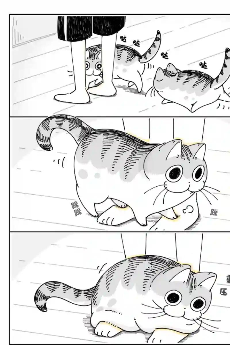 关于养猫我一直是新手第76话