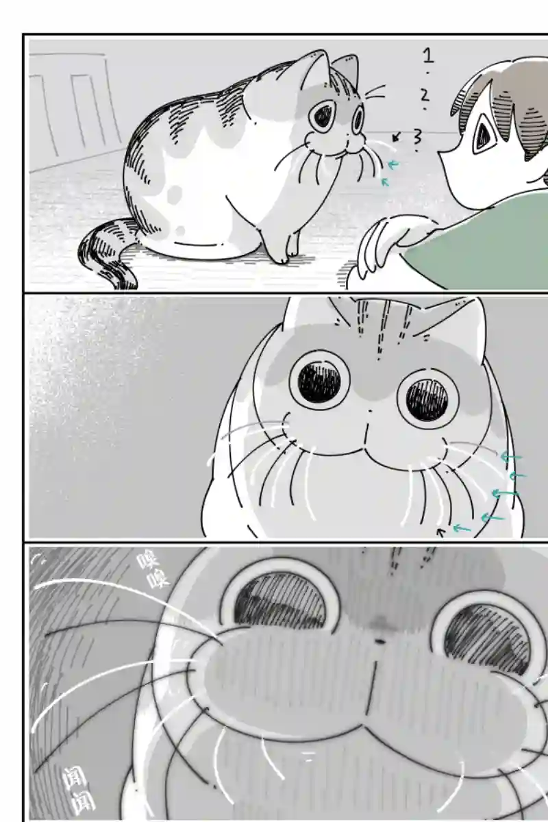 关于养猫我一直是新手第84话