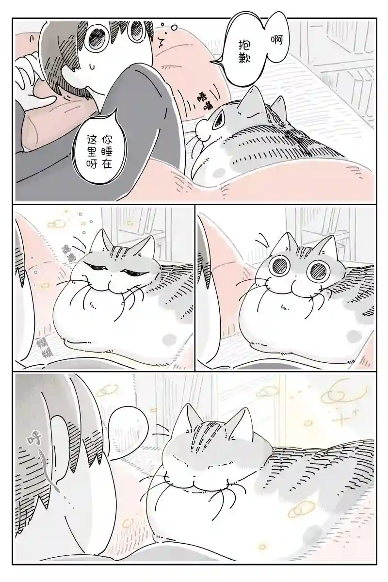 关于养猫我一直是新手第94话
