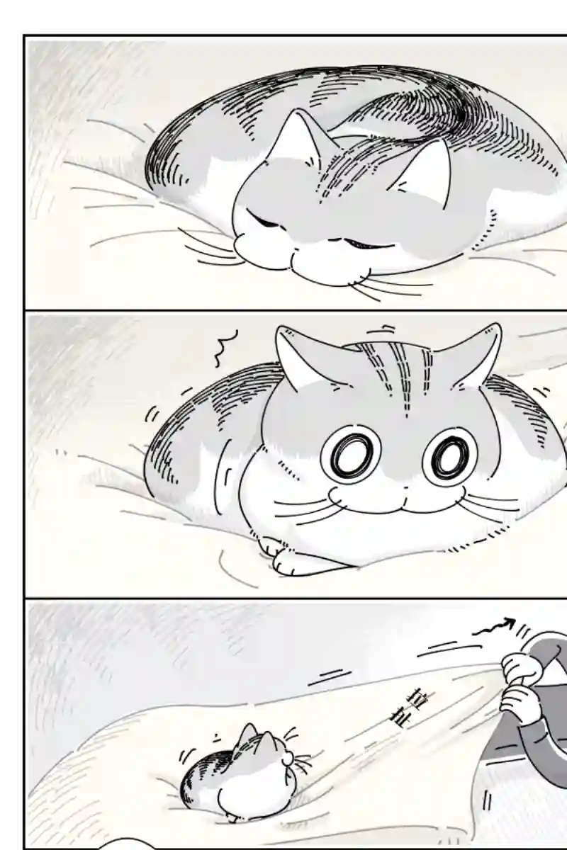 关于养猫我一直是新手第98话