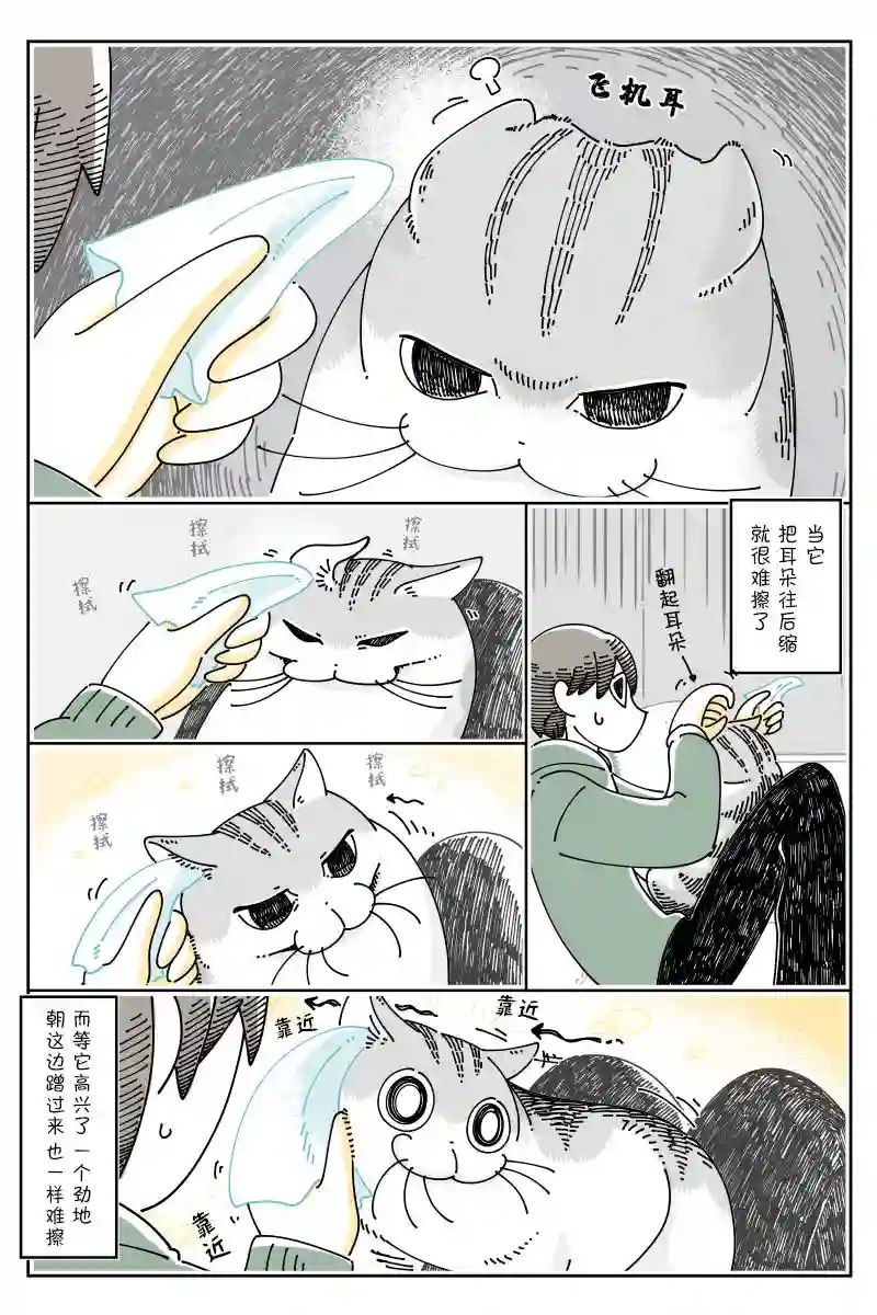 关于养猫我一直是新手第102话