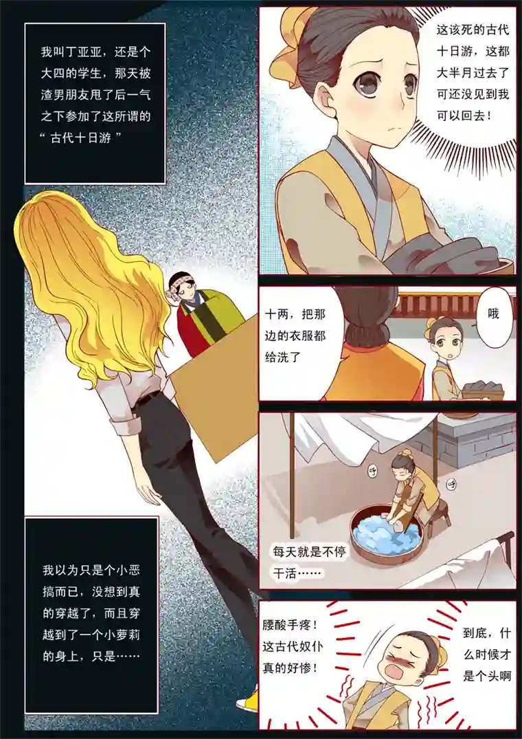 十两花芙蓉一
