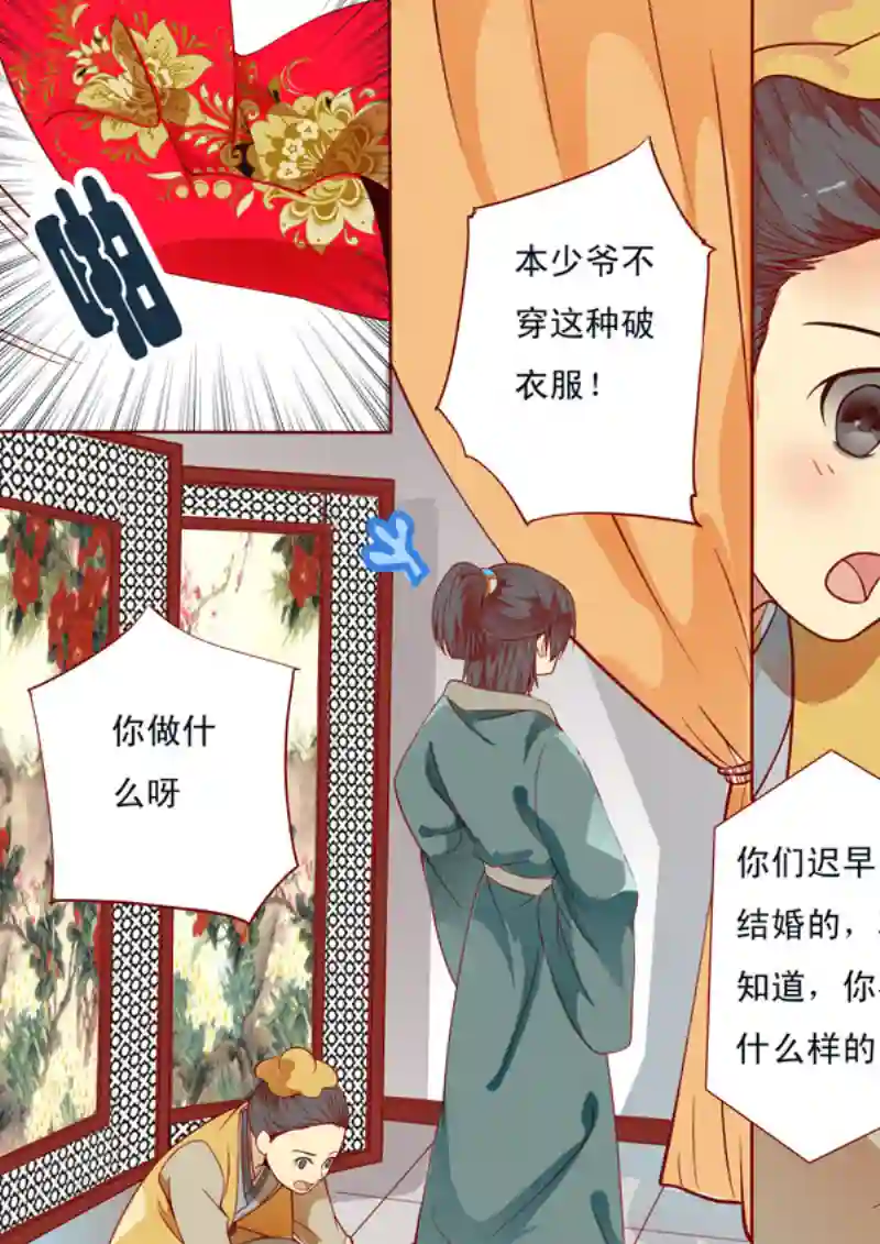 十两花芙蓉十