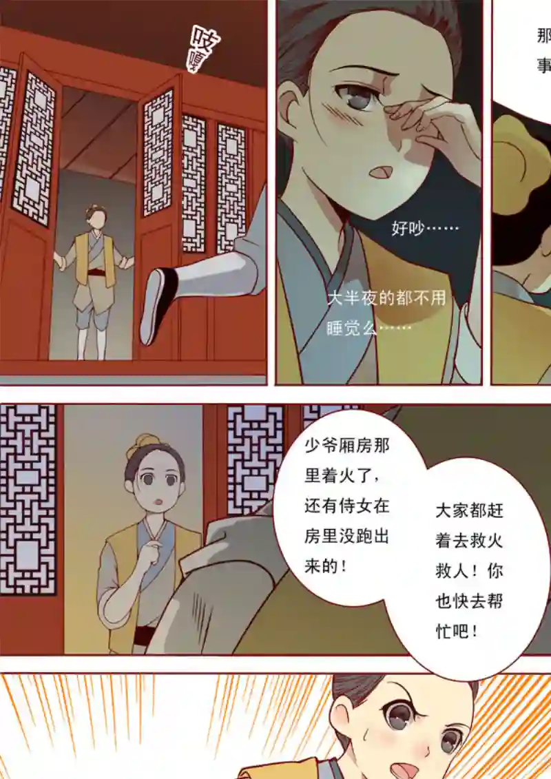 十两花芙蓉十二