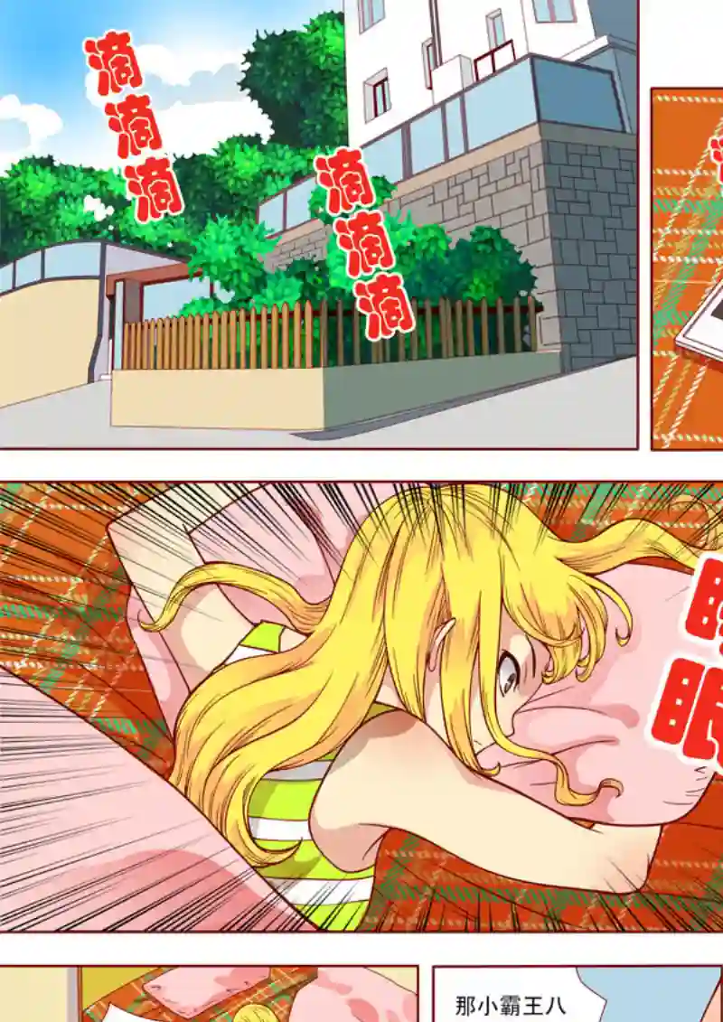 十两花芙蓉十六