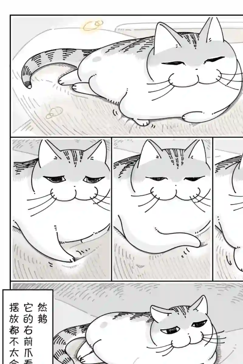 关于养猫我一直是新手第104话