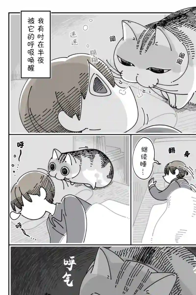 关于养猫我一直是新手第110话