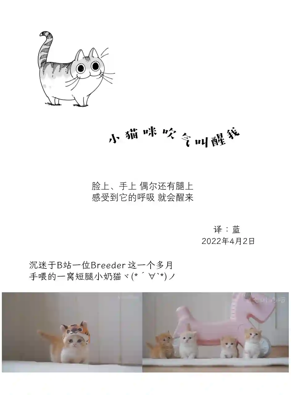 关于养猫我一直是新手第110话