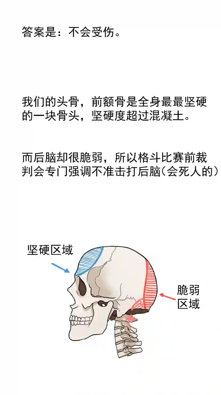雏蜂番外 雏蜂小知识
