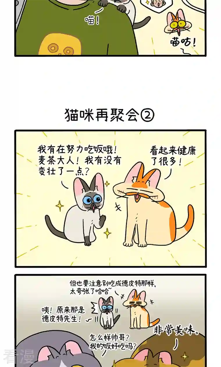 阿满和麦茶第82话1 猫咪再聚会