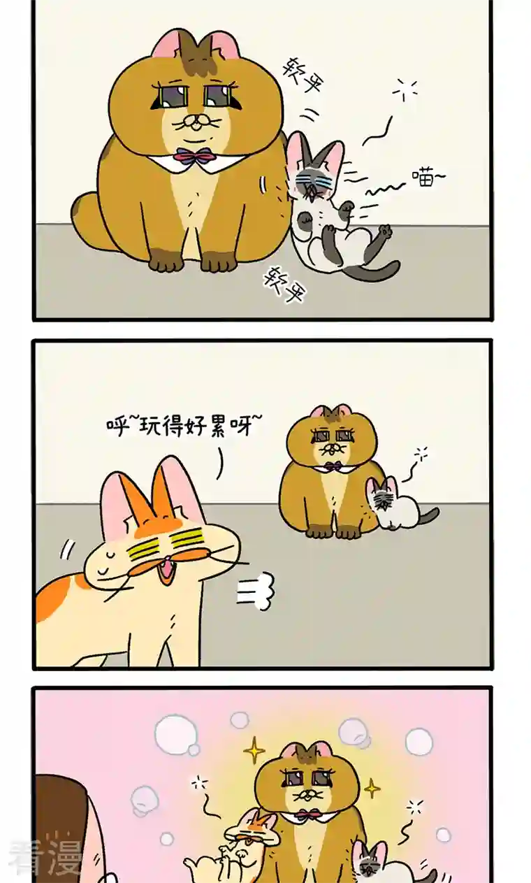 阿满和麦茶第82话2 猫咪再聚会