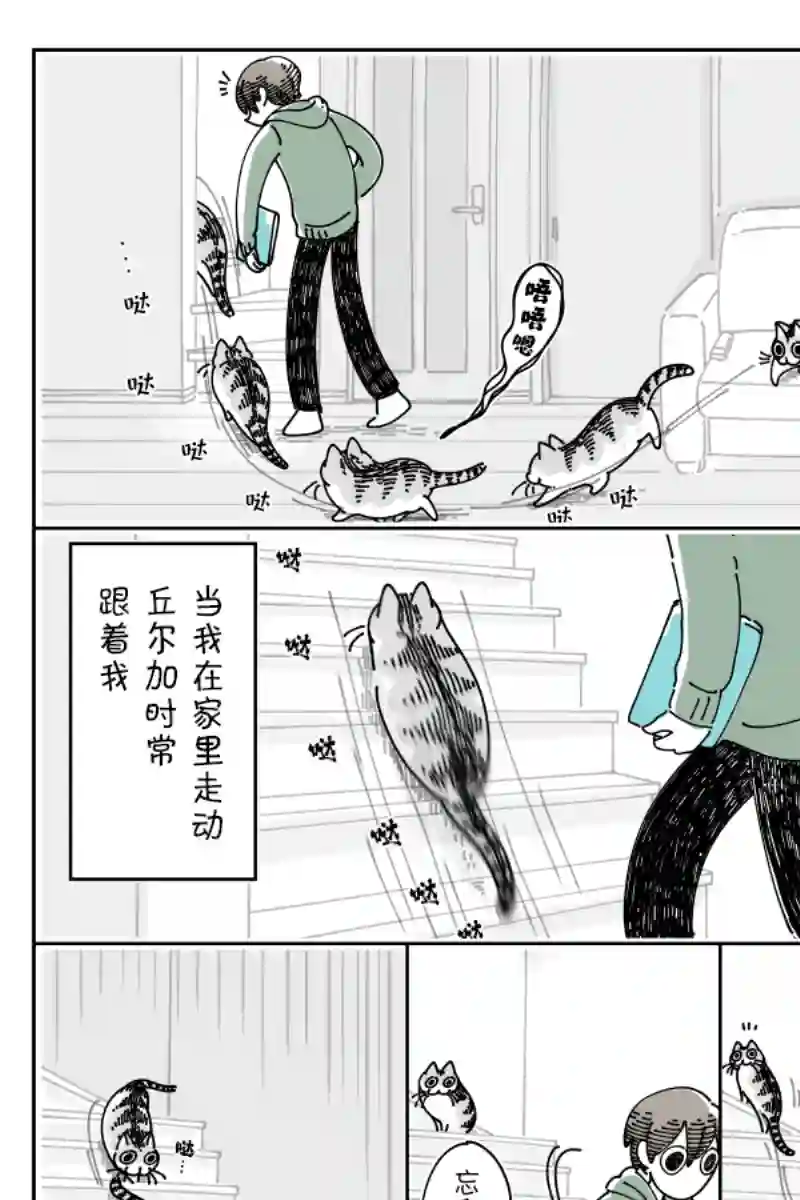 关于养猫我一直是新手第114话
