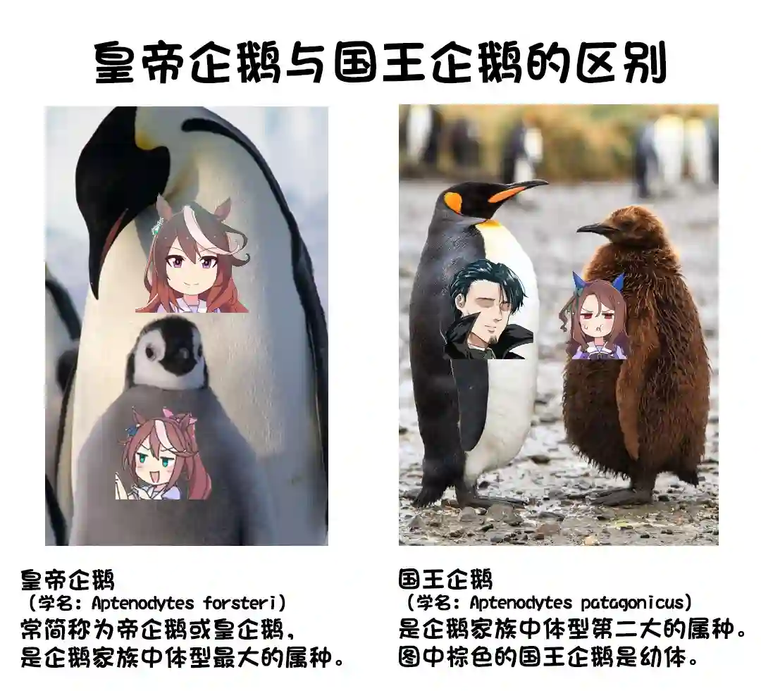 推特赛马娘同人企鹅世代