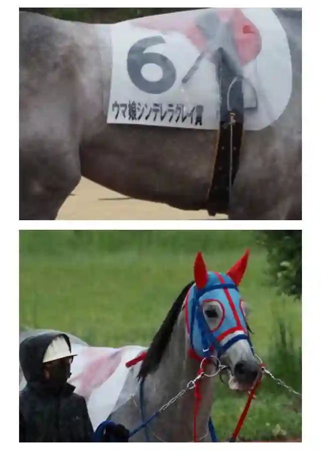 赛马娘：芦毛灰姑娘第77话