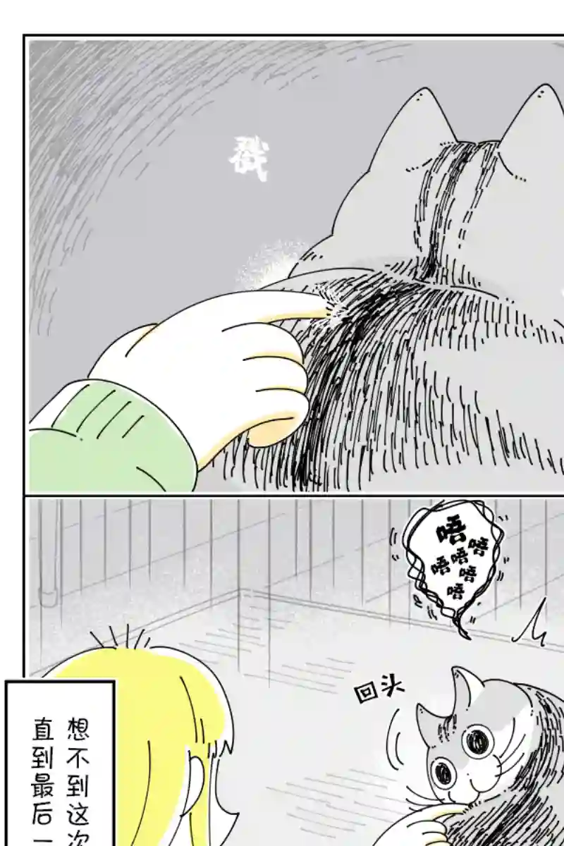 关于养猫我一直是新手第115话