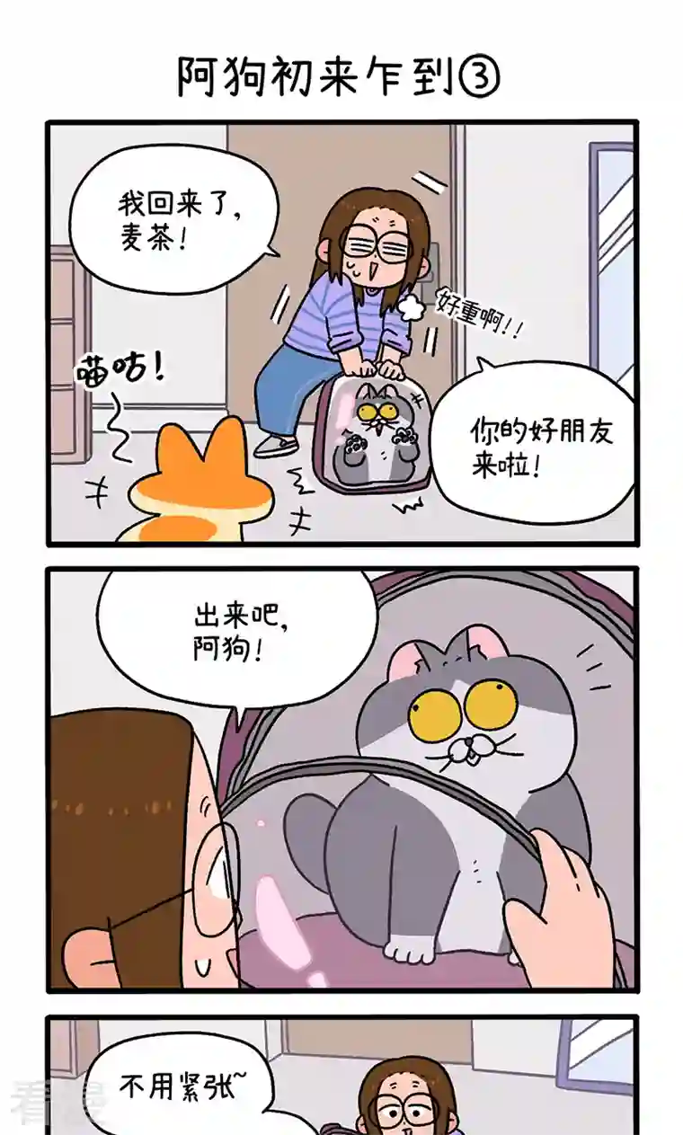 阿满和麦茶第89话1 阿狗初来乍到