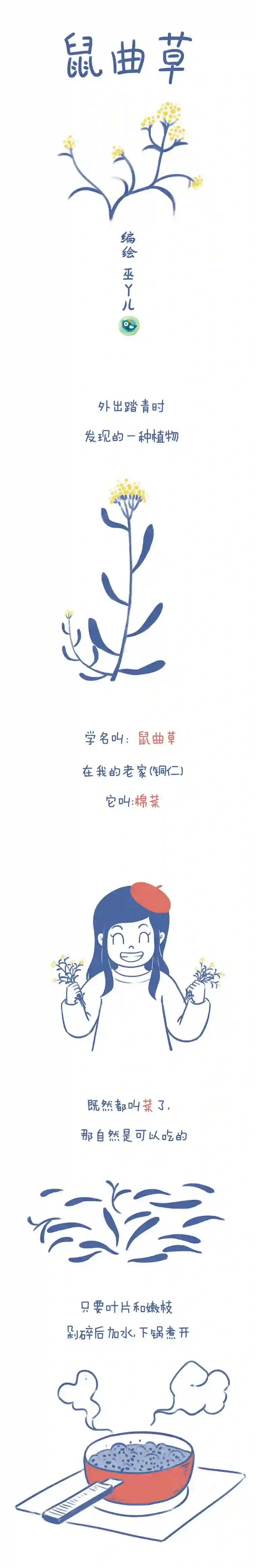 未来总会有惊喜05鼠曲草