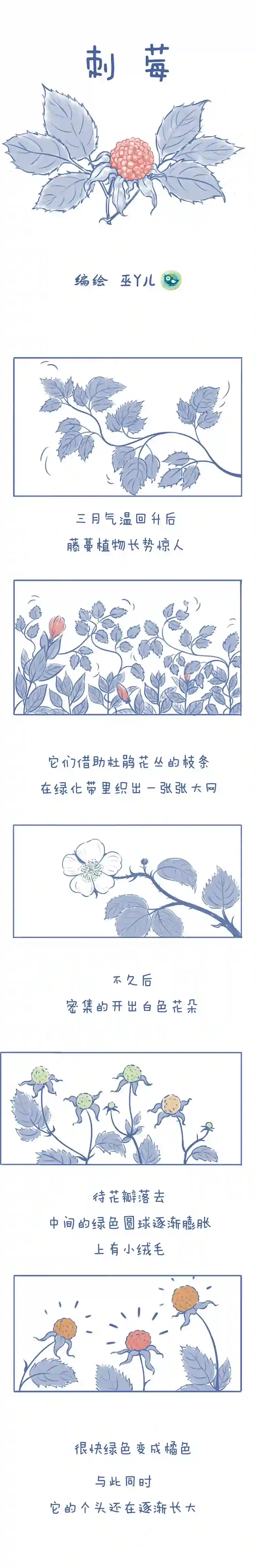 未来总会有惊喜07刺梅